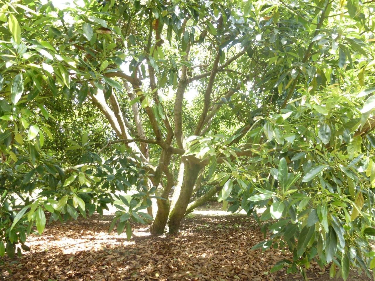 Paradise Grove Whangamata Exteriör bild